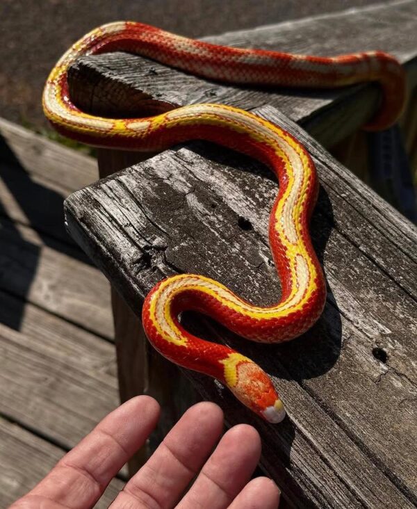 Milk Snakes For Sale Milk Snakes For Sale