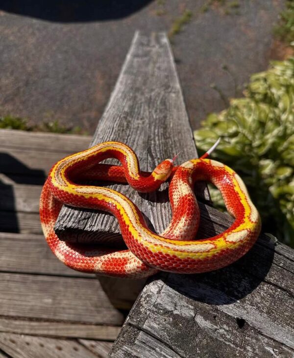 Milk Snakes For Sale Milk Snakes For Sale