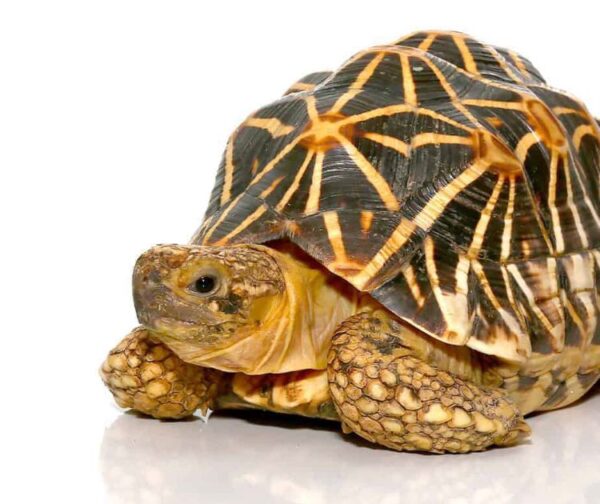 Indian Star Tortoise For Sale Indian Star Tortoise For Sale