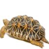 Indian Star Tortoise For Sale