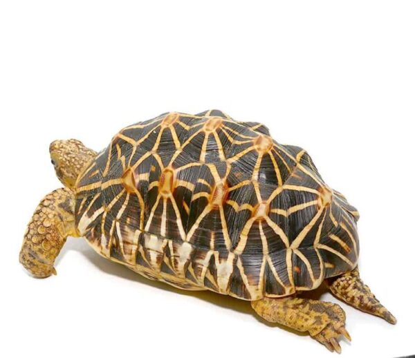 Indian Star Tortoise For Sale Indian Star Tortoise For Sale