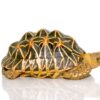 Indian Star Tortoise For Sale