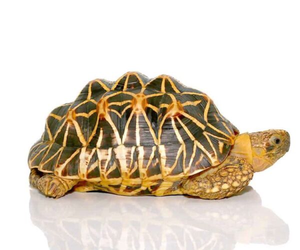 Indian Star Tortoise For Sale Indian Star Tortoise For Sale