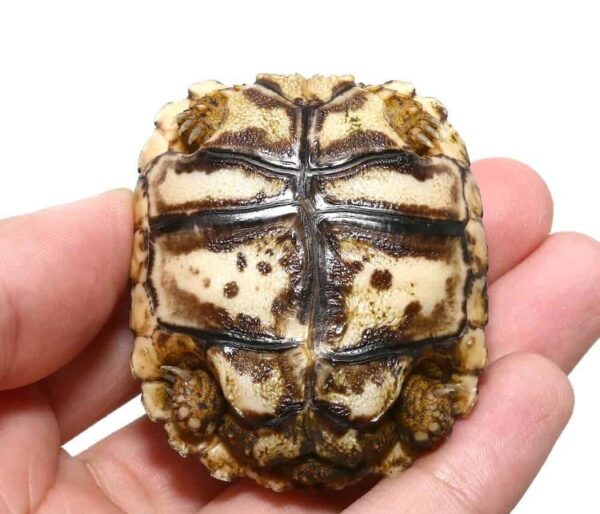 Buy South African Leopard Tortoise Online Buy South African Leopard Tortoise Online