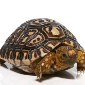Buy South African Leopard Tortoise Online