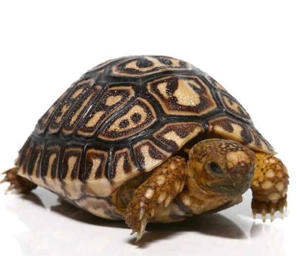 WhatsApp Image 2025-08-10 at 3.47.11 AM Buy South African Leopard Tortoise Online