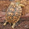 Baby Leopard TortoiseFor Sale