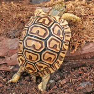 Baby Leopard TortoiseFor Sale