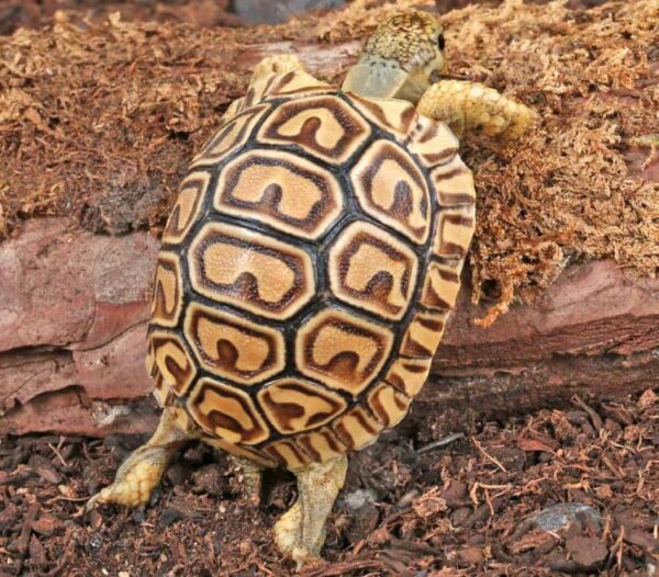 Baby Leopard TortoiseFor Sale Baby Leopard TortoiseFor Sale