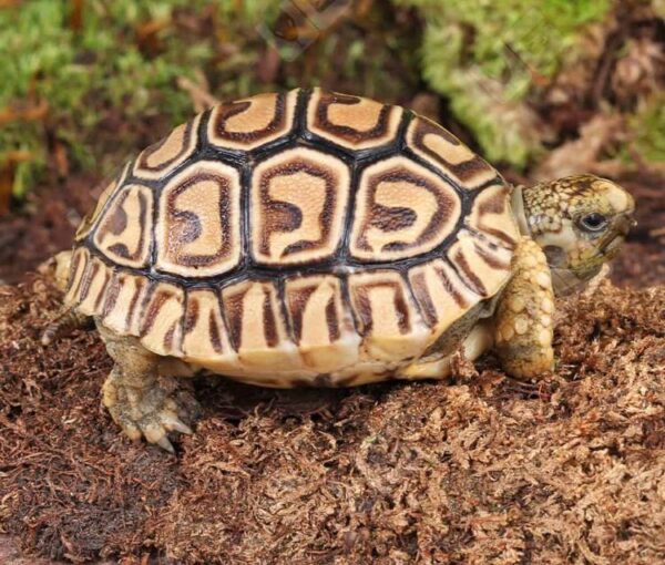 Baby Leopard TortoiseFor Sale Baby Leopard TortoiseFor Sale