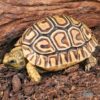 Baby Leopard TortoiseFor Sale