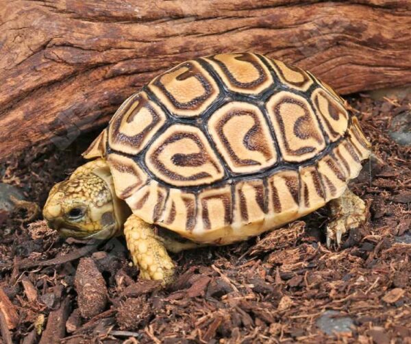 Baby Leopard TortoiseFor Sale Baby Leopard TortoiseFor Sale