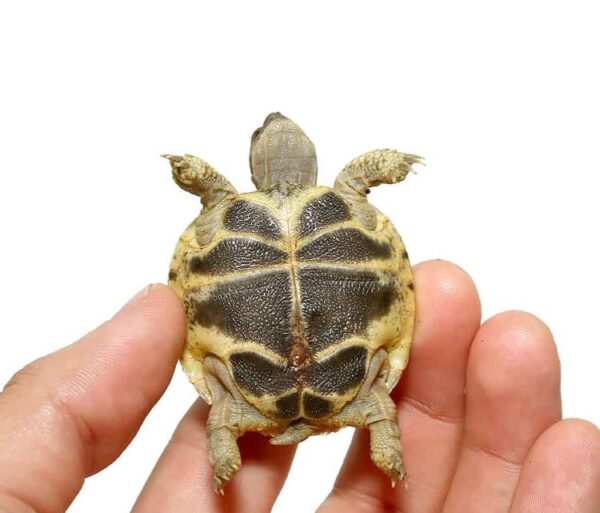 Baby Russian Tortoise For Sale Baby Russian Tortoise For Sale