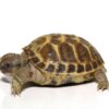 Baby Russian Tortoise For Sale