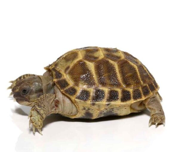 Baby Russian Tortoise For Sale Baby Russian Tortoise For Sale