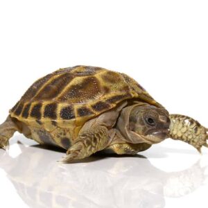 Baby Russian Tortoise For Sale