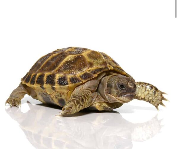Baby Russian Tortoise For Sale Baby Russian Tortoise For Sale