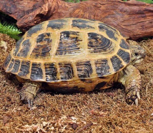 Order Russian Tortoise Online Now Order Russian Tortoise Online Now
