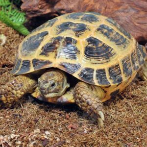 Order Russian Tortoise Online Now