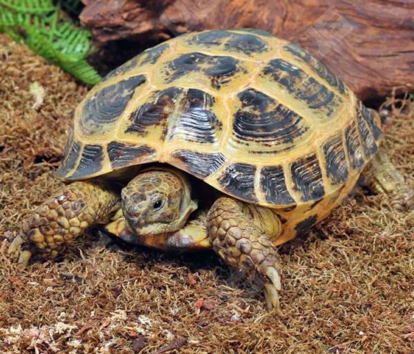 Order Russian Tortoise Online Now Order Russian Tortoise Online Now