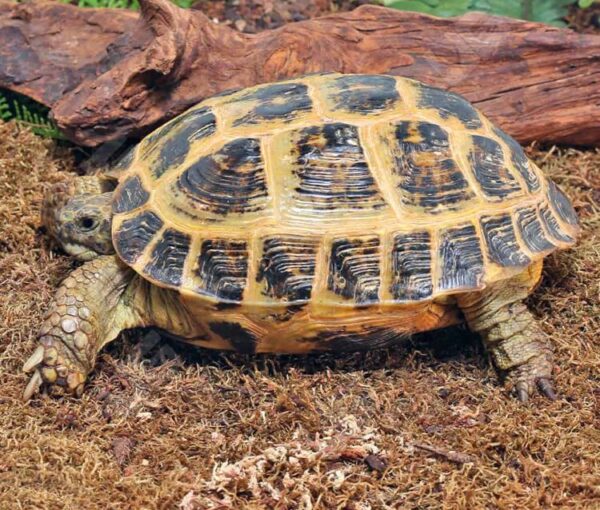 Order Russian Tortoise Online Now Order Russian Tortoise Online Now