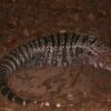 Buy Argentine Tegu Online