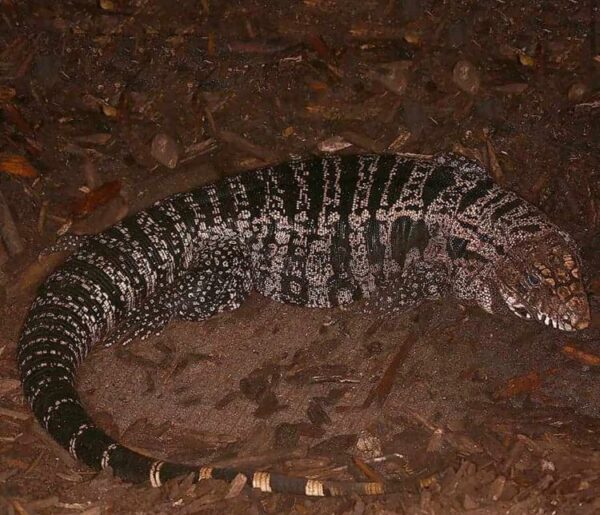 Buy Argentine Tegu Online Buy Argentine Tegu Online