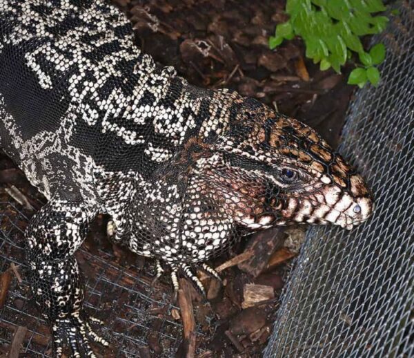 Buy Argentine Tegu Online Buy Argentine Tegu Online