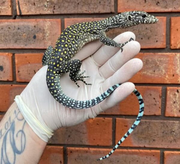 Buy Jayapura Blue-Tailed Monitor Online Buy Jayapura Blue-Tailed Monitor Online