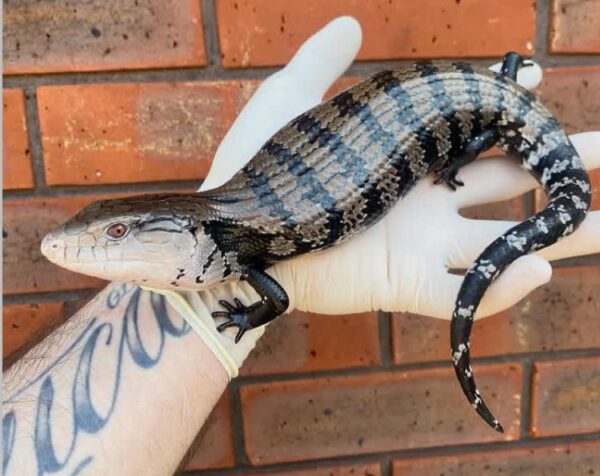 Buy Indonesian Blue Tongue Skink Buy Indonesian Blue Tongue Skink