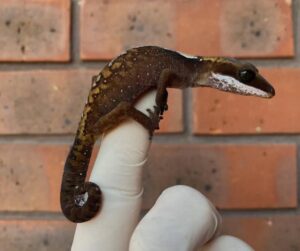 Malaysian Cat Gecko For Sale
