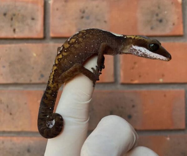 Malaysian Cat Gecko For Sale Malaysian Cat Gecko For Sale