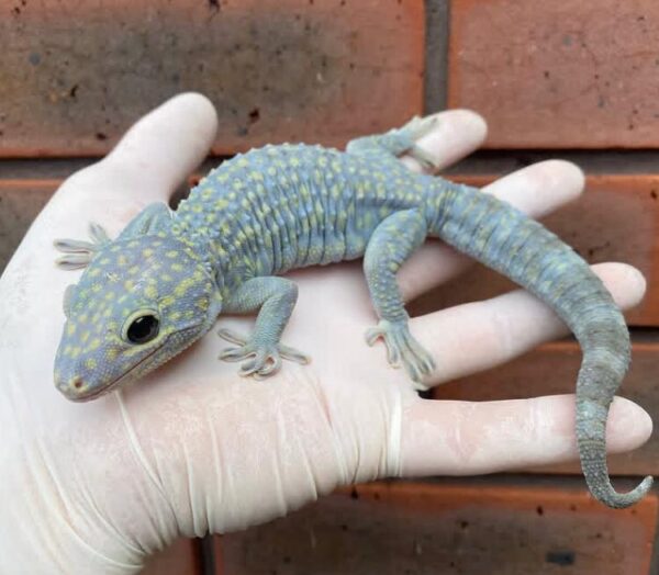 WhatsApp Image 2025-08-10 at 5.32.35 PM Diablo Tokay Gecko (Gekko gekko)