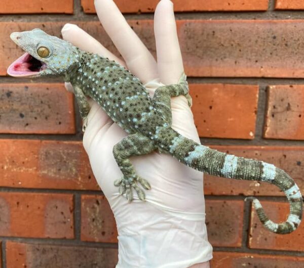 Blue-Headed Tokay Gecko For Sale Blue-Headed Tokay Gecko For Sale