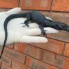 Black Dragon Water Monitor