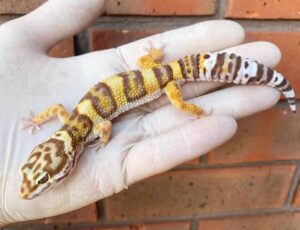 Tremper Albino Leopard Gecko For Sale