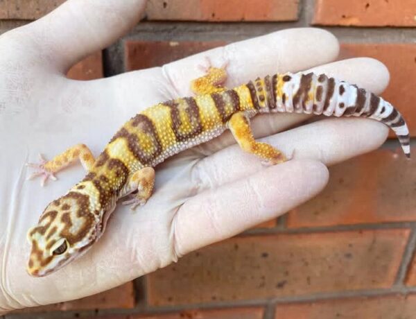 Tremper Albino Leopard Gecko For Sale Tremper Albino Leopard Gecko For Sale