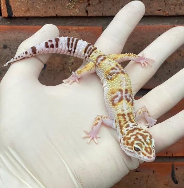 Leopard Gecko For Sale Leopard Gecko For Sale