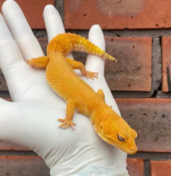 Leopard Gecko For Sale Leopard Gecko For Sale