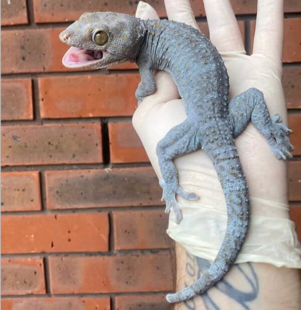 Order Tokay Gecko Online 2025 Order Tokay Gecko Online 2025
