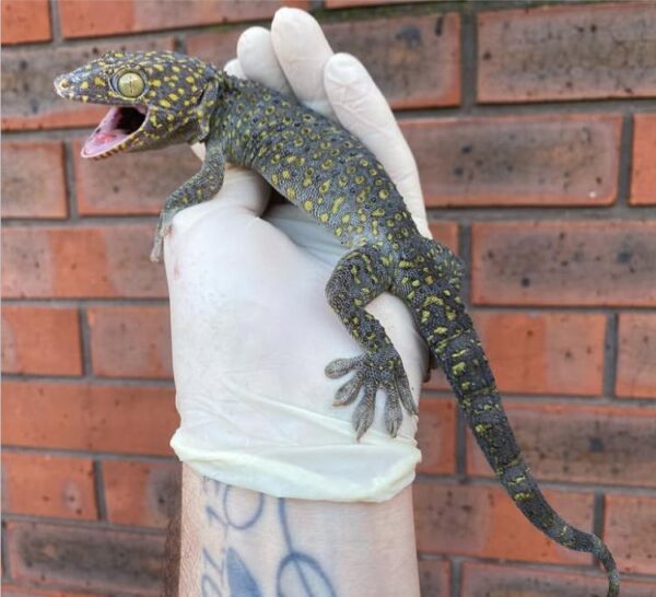 Buy Yellow Spot Tokay Gecko Online Buy Yellow Spot Tokay Gecko Online