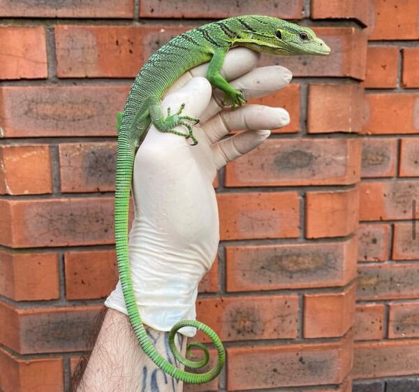 Buy Sorong Green Tree Monitor Online Buy Sorong Green Tree Monitor Online
