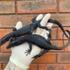 Are Bearded Dragons Good Pets?
