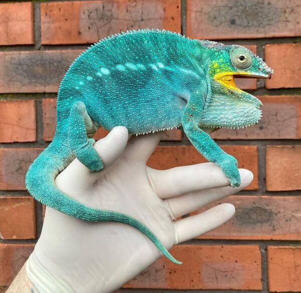 Buy Noseby Panther Chameleons USA Online Buy Noseby Panther Chameleons USA Online