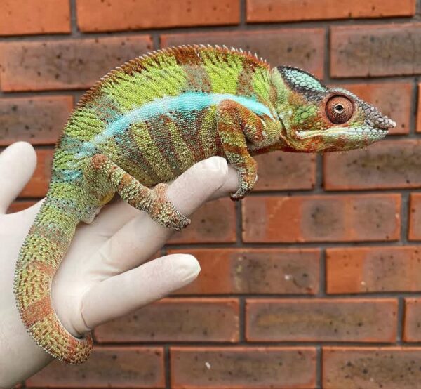 Buy Ambilobe Panther Chameleon Online Buy Ambilobe Panther Chameleon Online