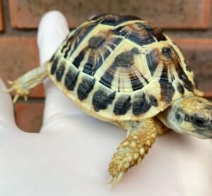 Buy Dwarf Westerns Hermanns Tortoise Online