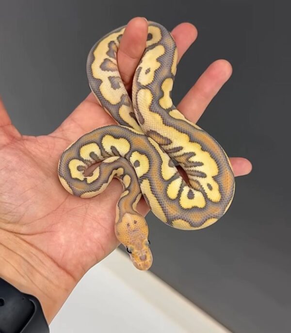 Banana Ball Pythons For Sale FL Banana Ball Pythons For Sale FL