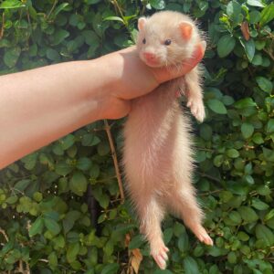 Are Ferrets Good Beginner Pets?