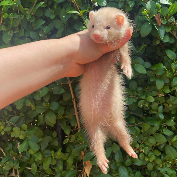 Are Ferrets Good Beginner Pets? Are Ferrets Good Beginner Pets?