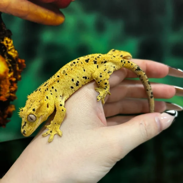 Oilspot Inkspot Superdalmatian Crested Gecko For Sale Oilspot Inkspot Superdalmatian Crested Gecko For Sale